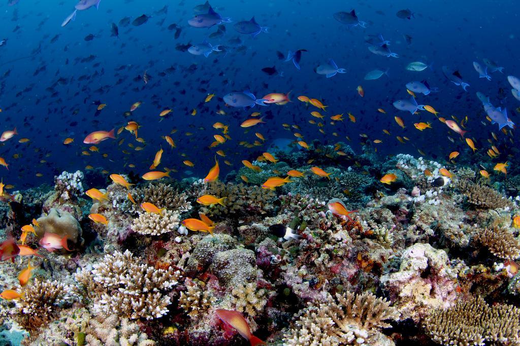 Rasdhoo Dive Lodge Zewnętrze zdjęcie