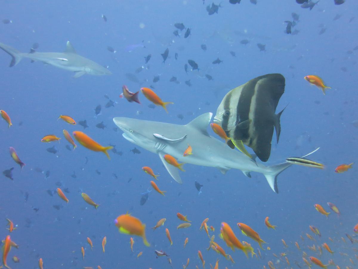 Rasdhoo Dive Lodge Zewnętrze zdjęcie