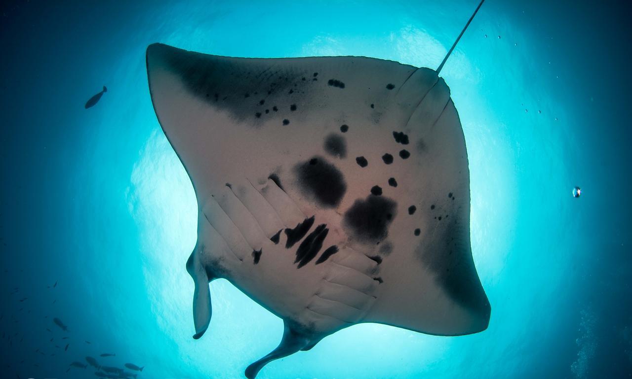 Rasdhoo Dive Lodge Zewnętrze zdjęcie