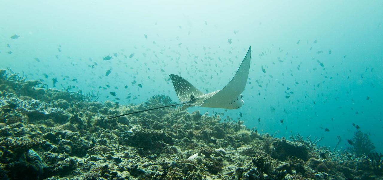 Rasdhoo Dive Lodge Zewnętrze zdjęcie