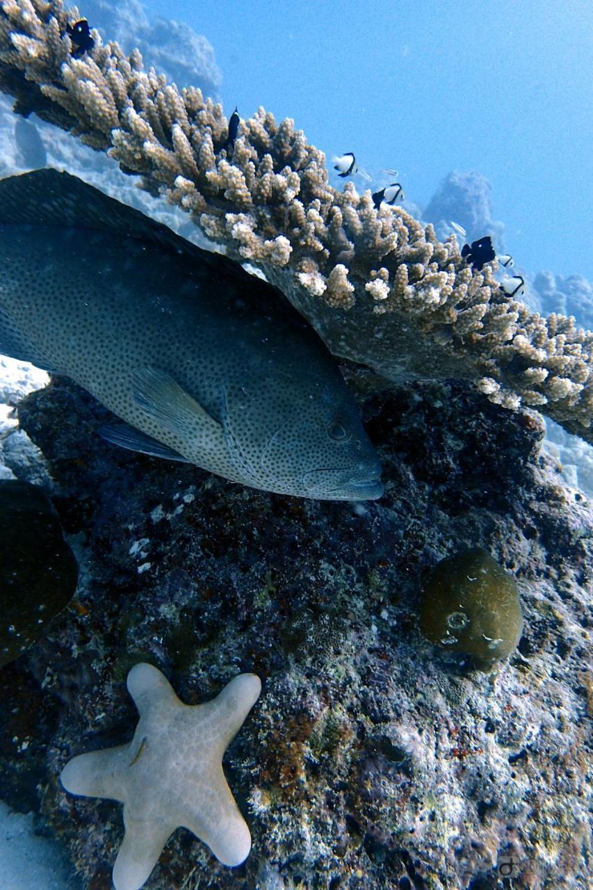 Rasdhoo Dive Lodge Zewnętrze zdjęcie